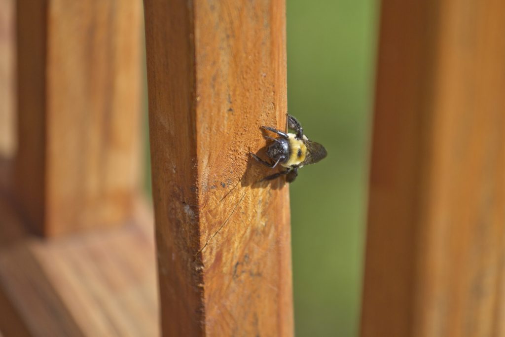 carpenter bee resting on a wooden deck