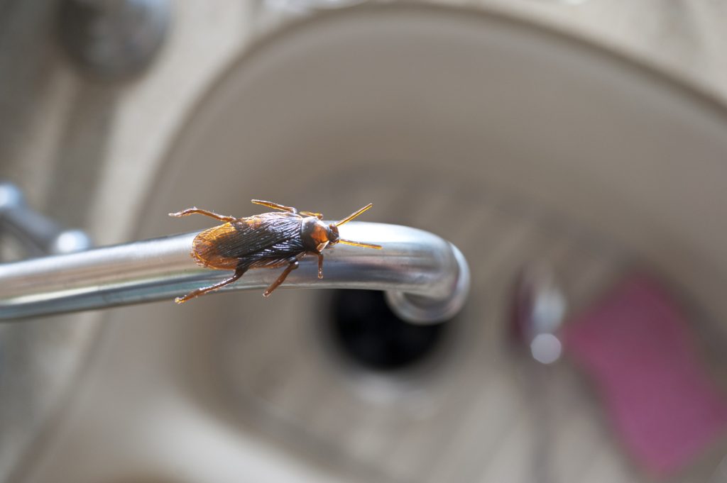 Cockroach sitting on the top of the kitchen sink faucet