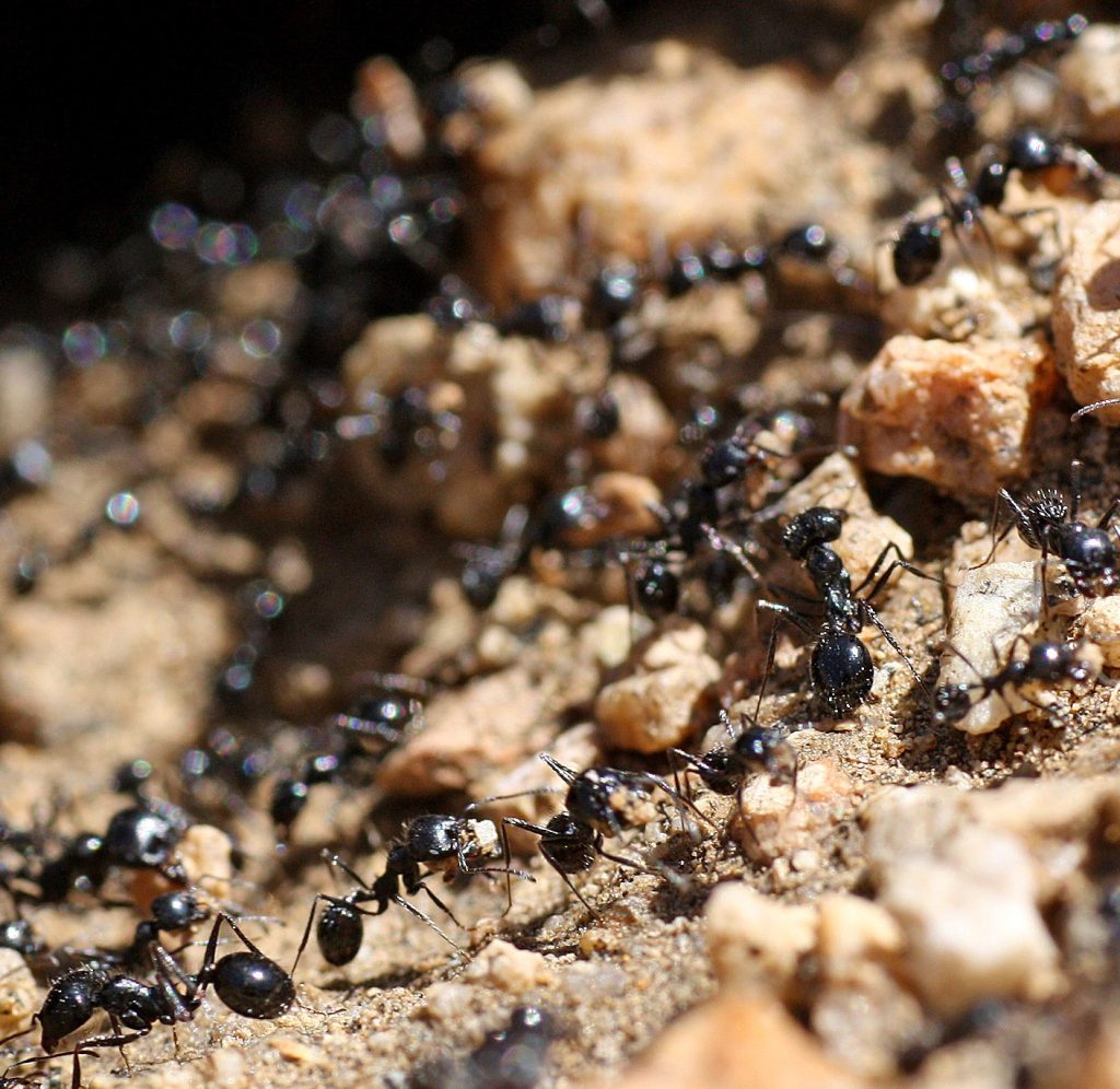 close up of ants carrying dirt in their ant hill