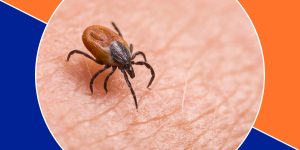 Read more about the article Ticks and Lyme Disease