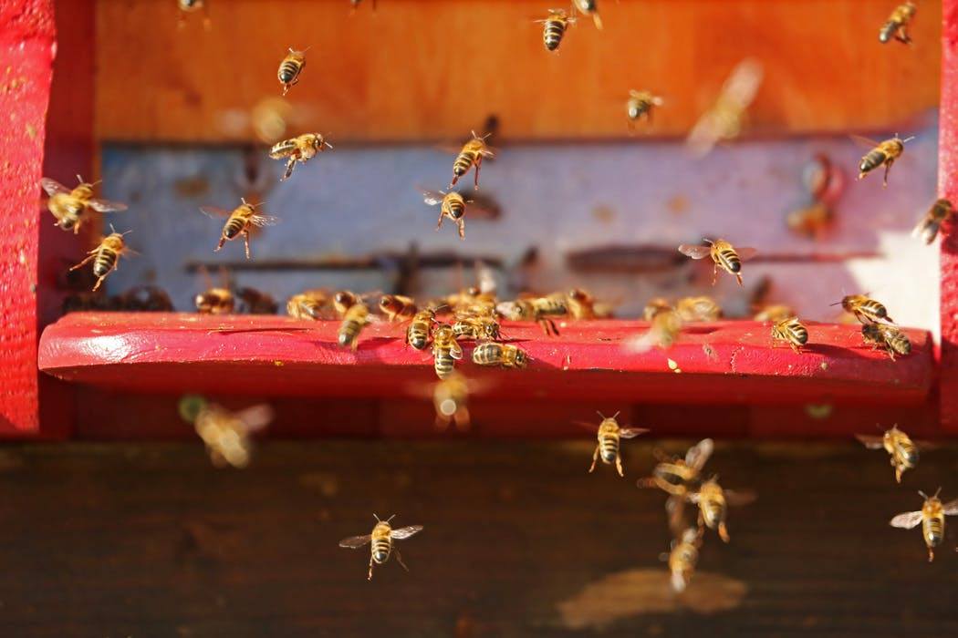 Read more about the article Bees Building Nests on Your House?