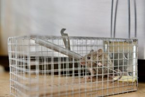Read more about the article What Makes a Rodent Infestation So Dangerous?