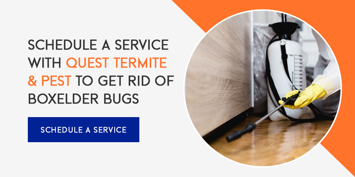 How to Keep Boxelder Bugs Away 5 Simple Tips Blog