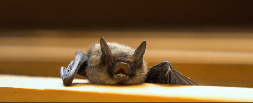 Read more about the article How Do Bats Get in Attics?