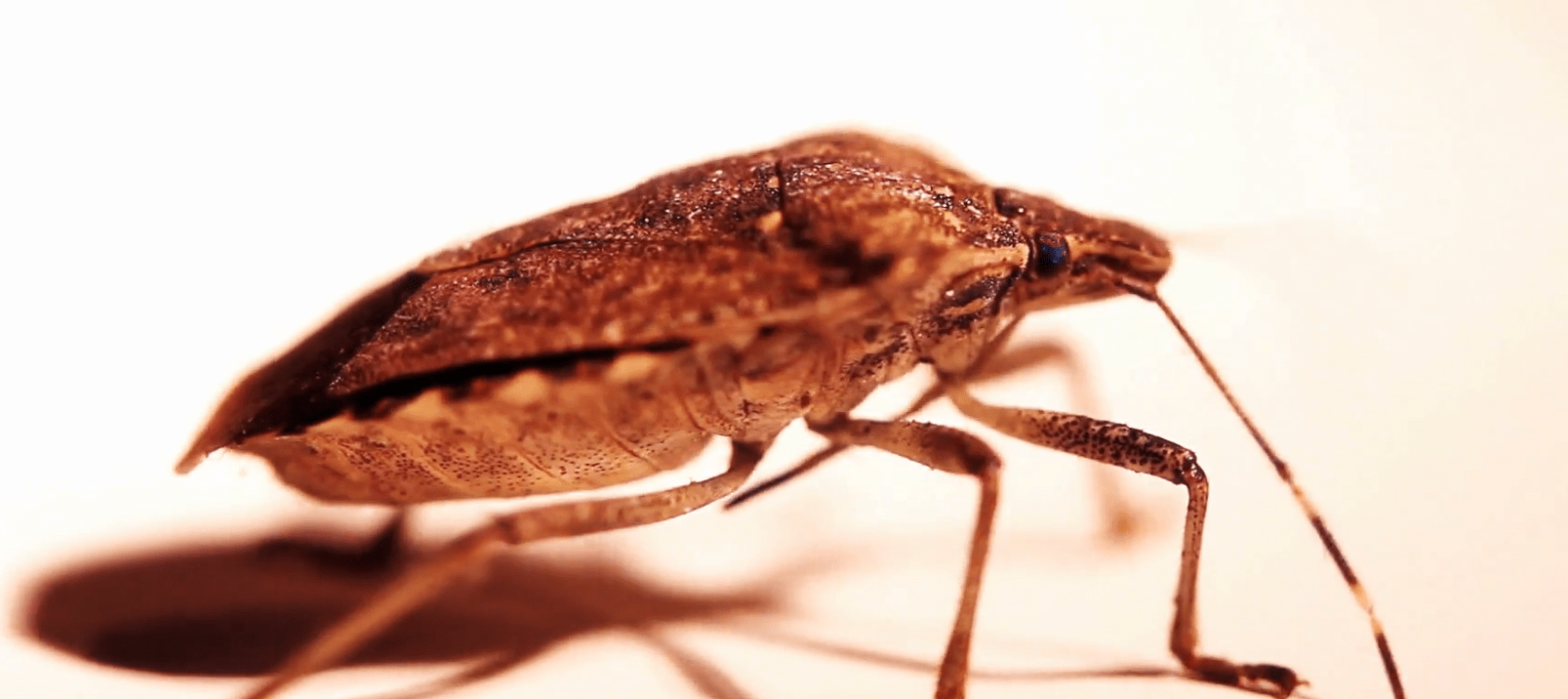 Read more about the article What Happens to Stink Bugs During the Winter?
