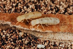 Read more about the article Termite Damage — How to Identify and Repair It