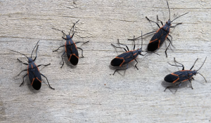 Read more about the article How to Keep Boxelder Bugs Away: 5 Simple Tips