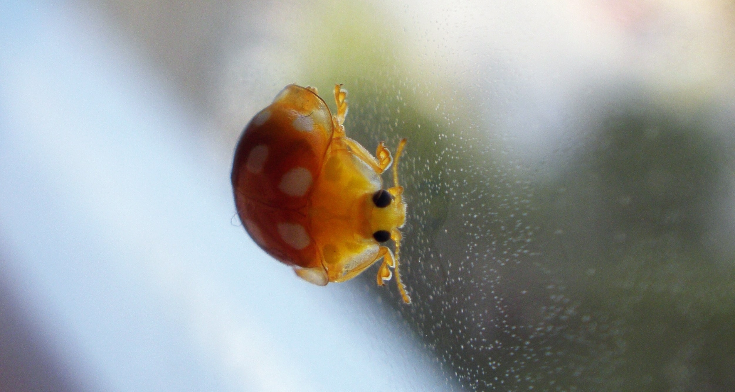 You are currently viewing What Are Orange Ladybugs and Are They a Threat?