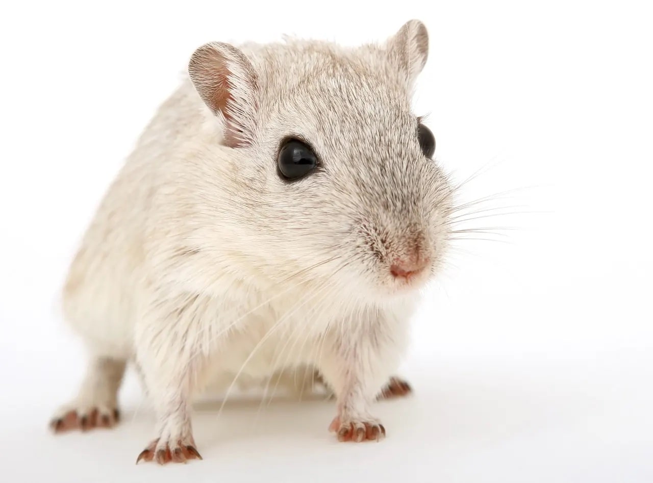 Read more about the article Six Ways to Rodent-Proof Your House for Winter