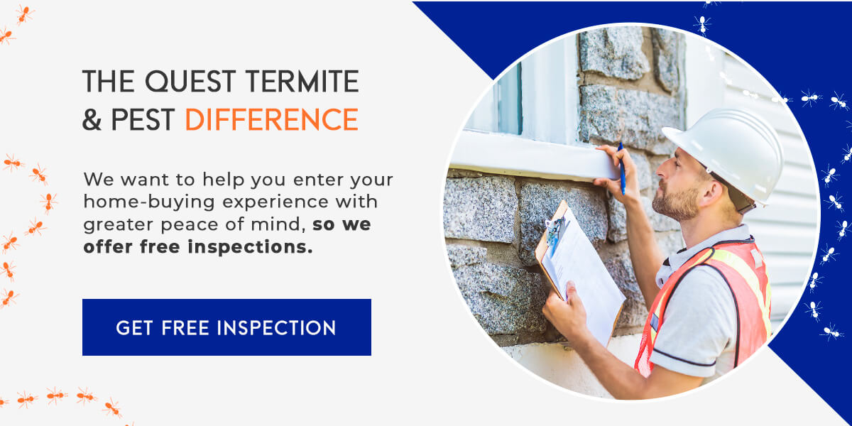 Importance Of Home Inspection For Termites | Blog