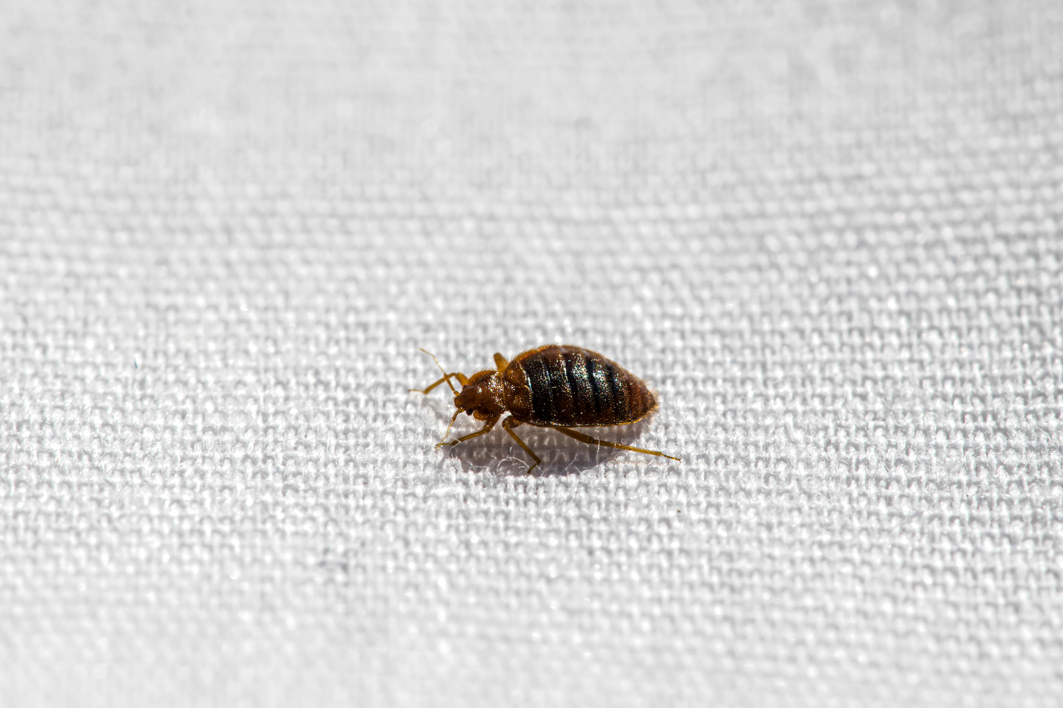 You are currently viewing Simple Ways to Avoid Bed Bugs When You Travel