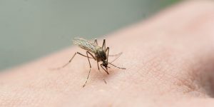 Read more about the article How Do Ticks and Mosquitoes Spread Diseases?