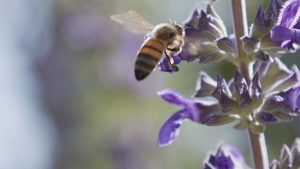 Read more about the article What Causes a Bee or Wasp Infestation Near a House?